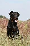 BEAUCERON 243